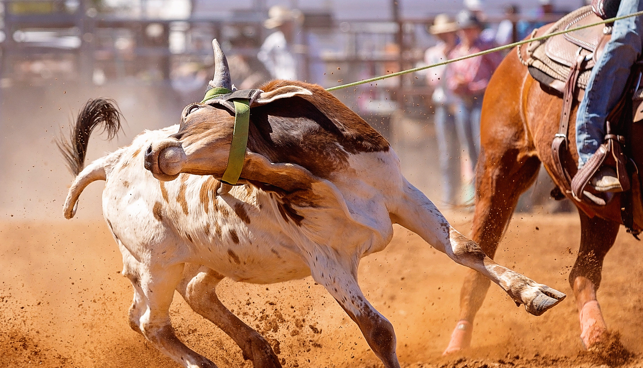 Calf-Pulling-on-Rope-2-e1579191910485