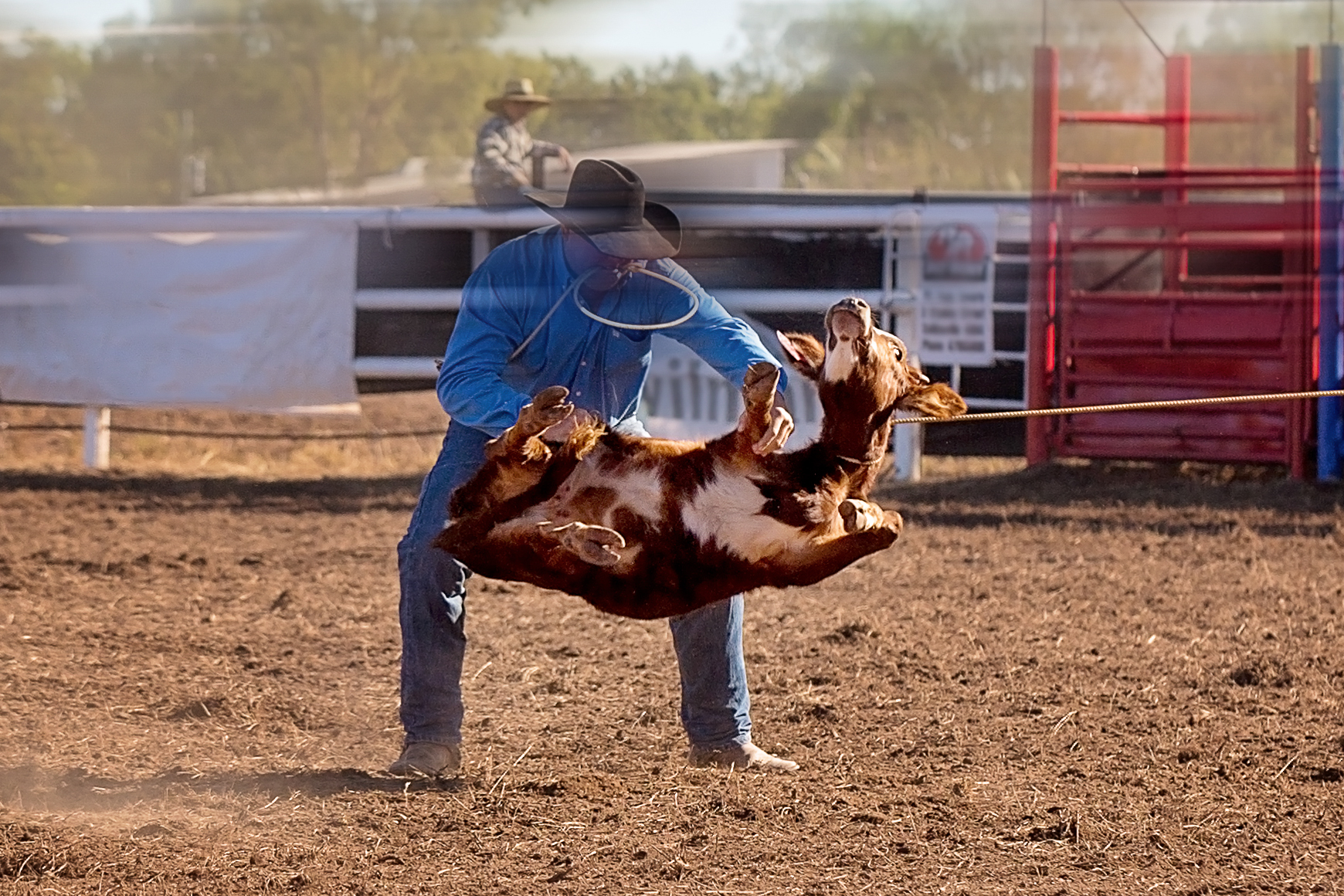 Cowboy-Roping-Calf