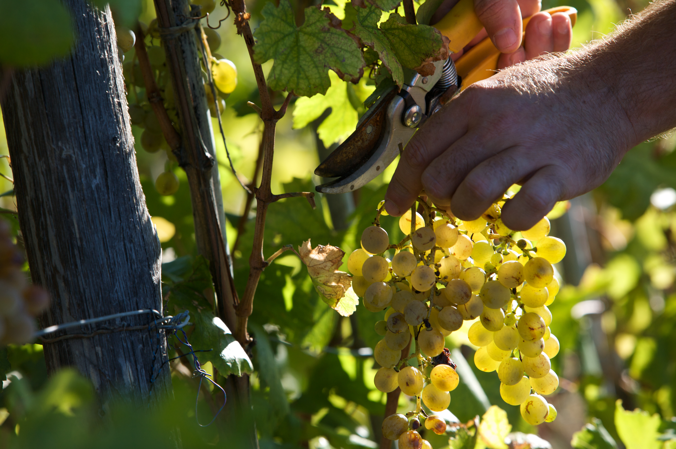 Hands-Cutting-Grapes