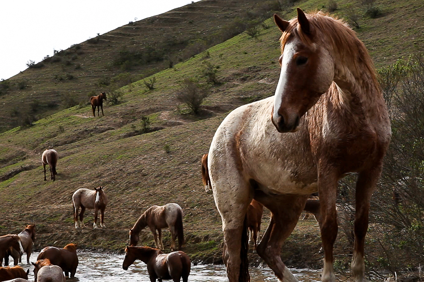 Horses-by-Swimming-Hole