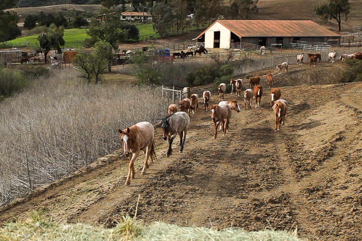 Return-to-Freedom-Horses